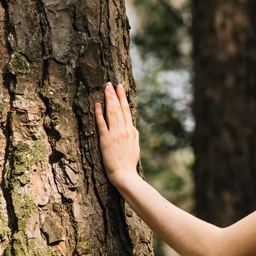 onas_bhpartners_recykling_drewna3